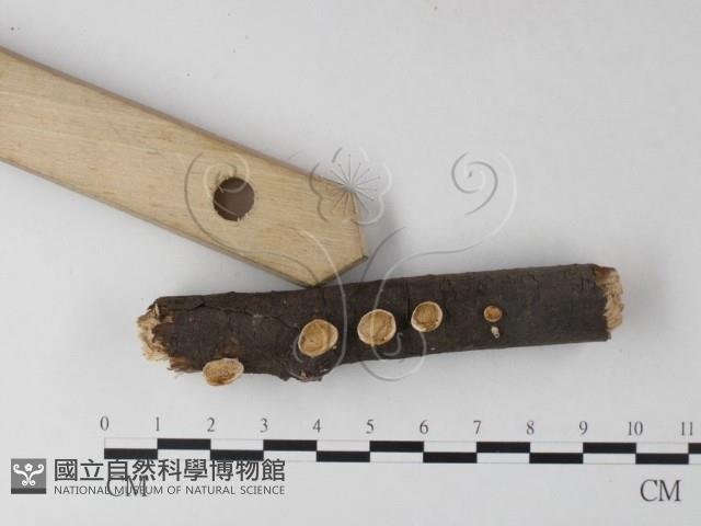 多年臥孔菌屬藏品圖，第3張