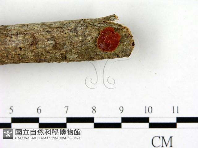 登錄號:F0005292藏品圖，第3張