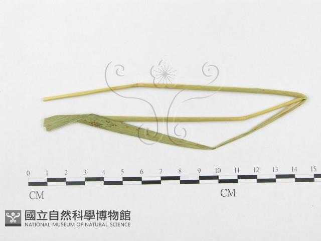 登錄號:F0019292藏品圖，第1張