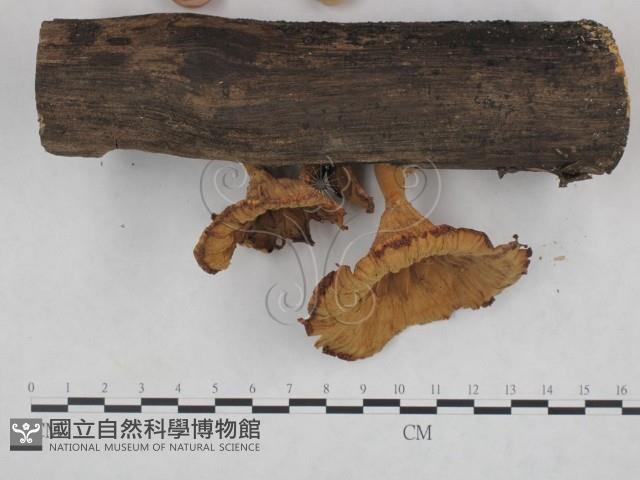 優雅波邊革菌藏品圖，第3張