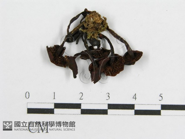 登錄號:F0003292藏品圖，第3張