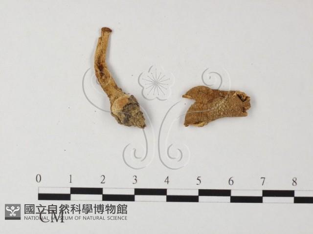 登錄號:F0013292藏品圖，第1張