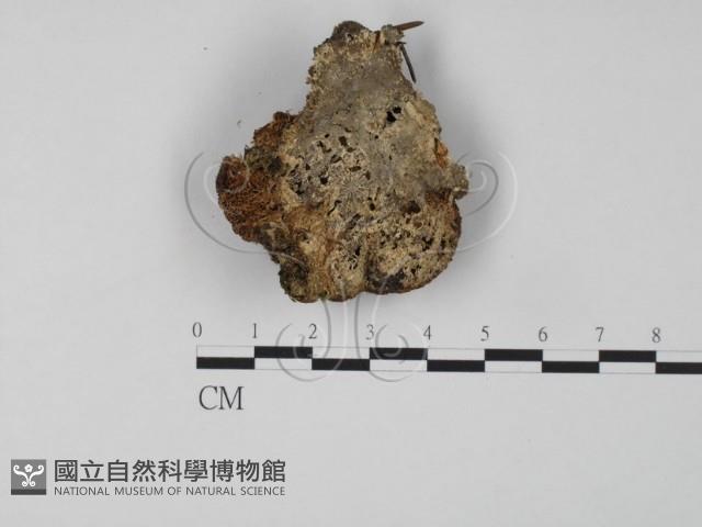 登錄號:F0018892藏品圖，第3張