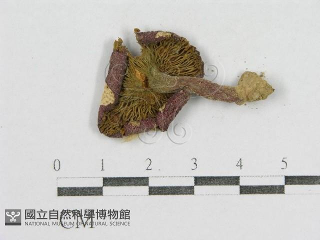 紅菇屬藏品圖，第3張