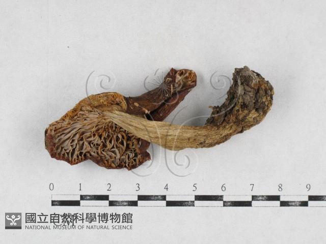 紅菇屬藏品圖，第3張