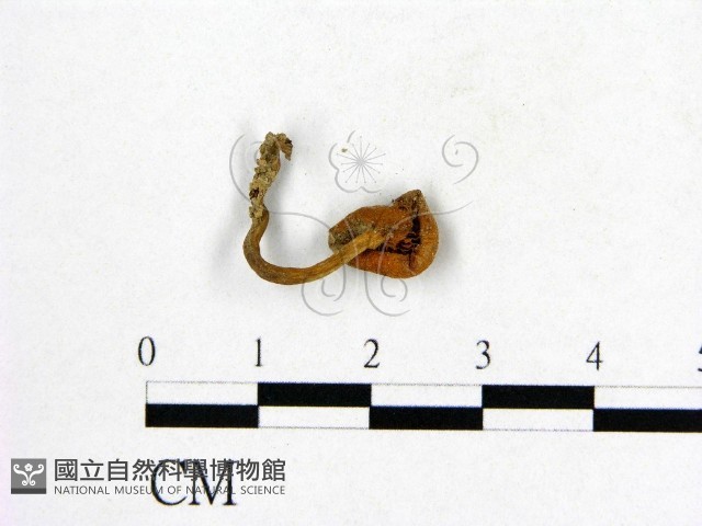 登錄號:F0001892藏品圖，第1張