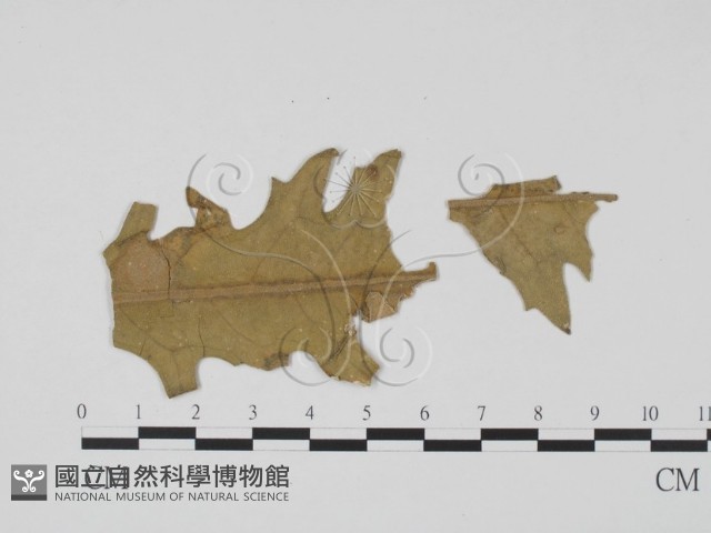 登錄號:F0011892藏品圖，第3張