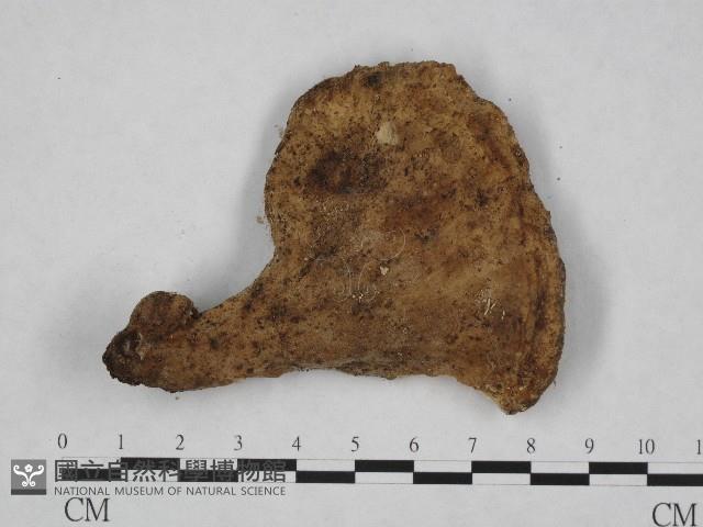 登錄號:F0004892藏品圖，第3張