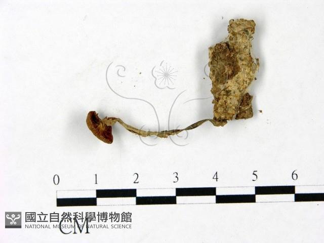 登錄號:F0022892藏品圖，第3張