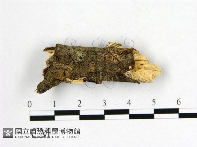 登錄號:F0002892藏品圖，第3張