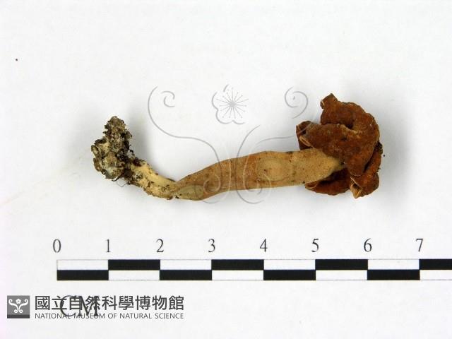 登錄號:F0012892藏品圖，第3張