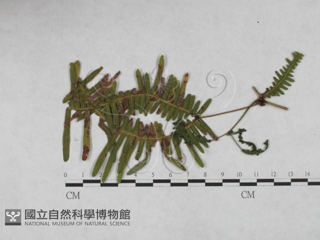登錄號:F0027892藏品圖，第1張