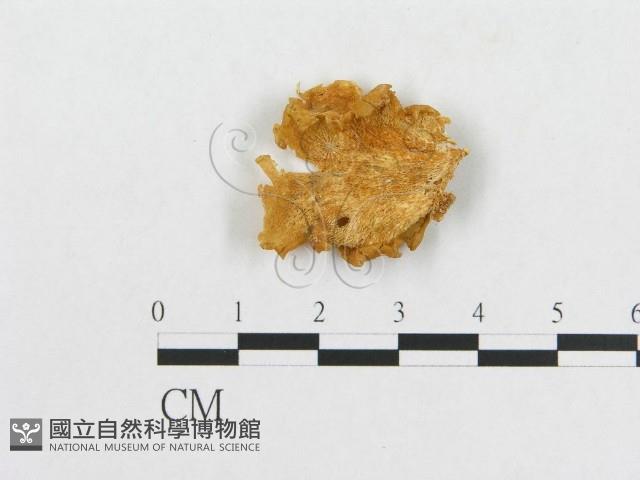 多孔菌屬藏品圖，第3張