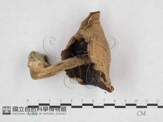 登錄號:F0025892藏品圖，第3張