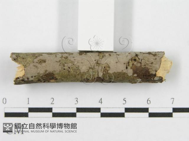 筍殼菌屬藏品圖，第3張