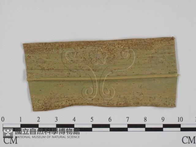 登錄號:F0018992藏品圖，第3張