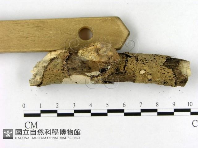 登錄號:F0020992藏品圖，第3張