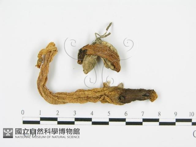 登錄號:F0010992藏品圖，第3張