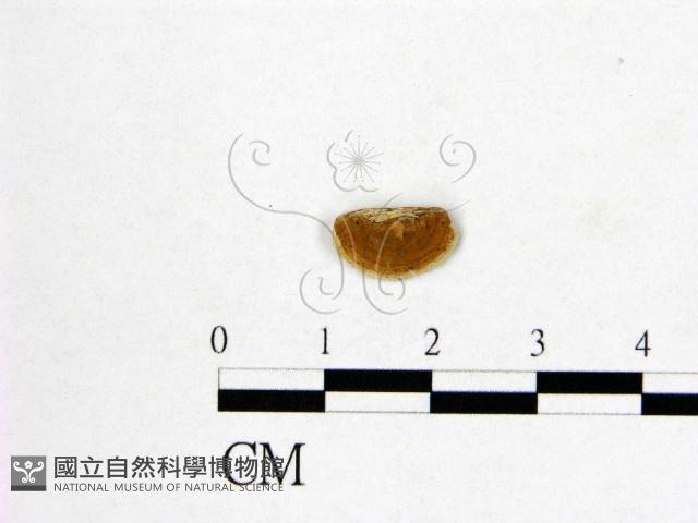 登錄號:F0006992藏品圖，第3張