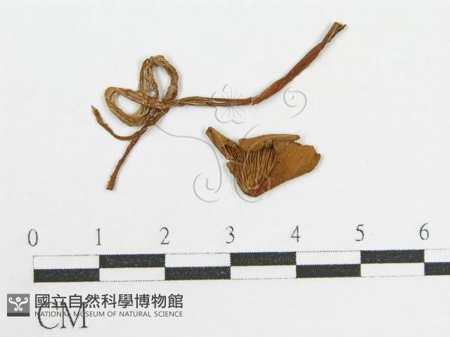 登錄號:F0001992藏品圖，第3張