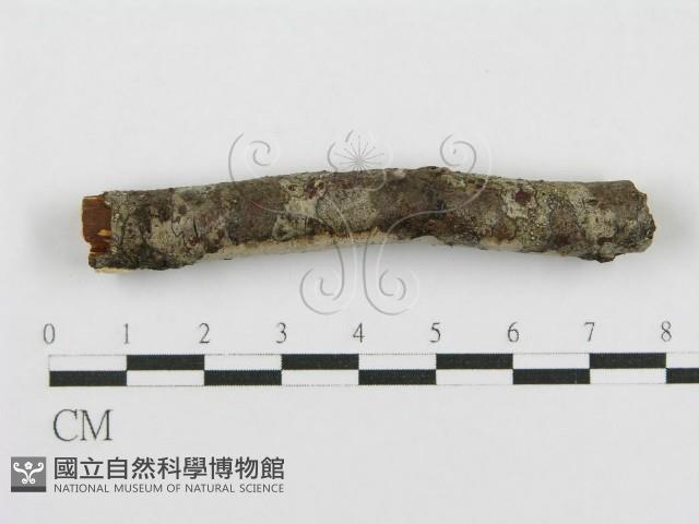 登錄號:F0011992藏品圖，第3張