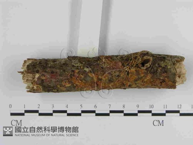 登錄號:F0014992藏品圖，第3張