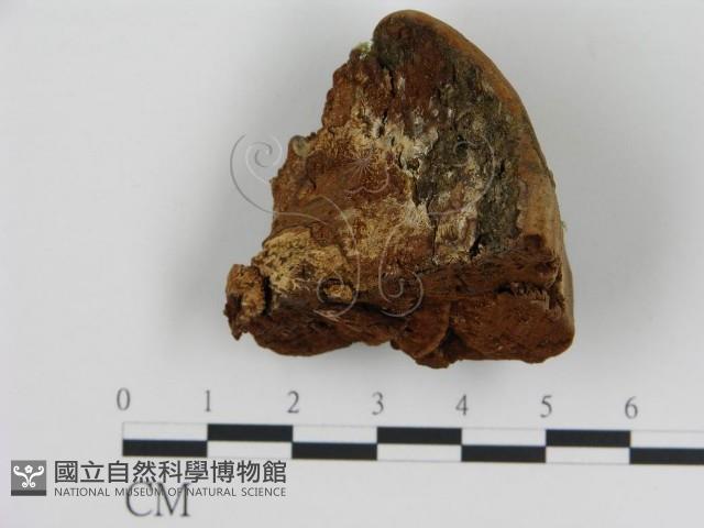 登錄號:F0009992藏品圖，第3張