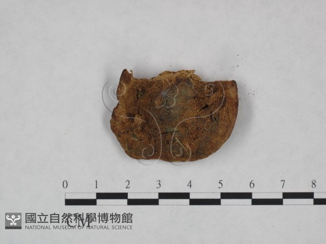 登錄號:F0023992藏品圖，第3張