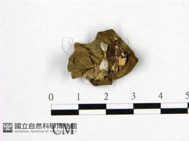 毛木耳藏品圖，第3張