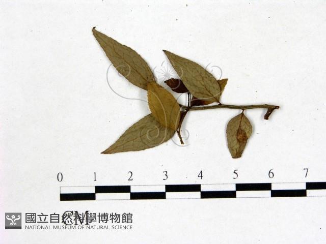 登錄號:F0020692藏品圖，第3張