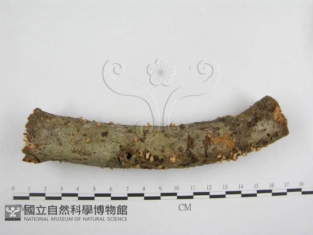 登錄號:F0010692藏品圖，第3張