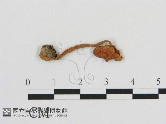 登錄號:F0001692藏品圖，第3張