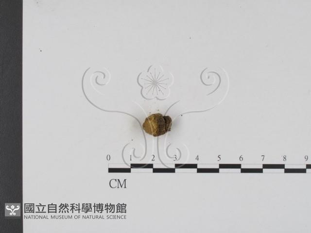 登錄號:F0002692藏品圖，第3張