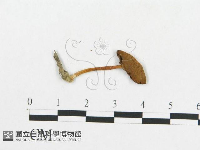 登錄號:F0012692藏品圖，第3張