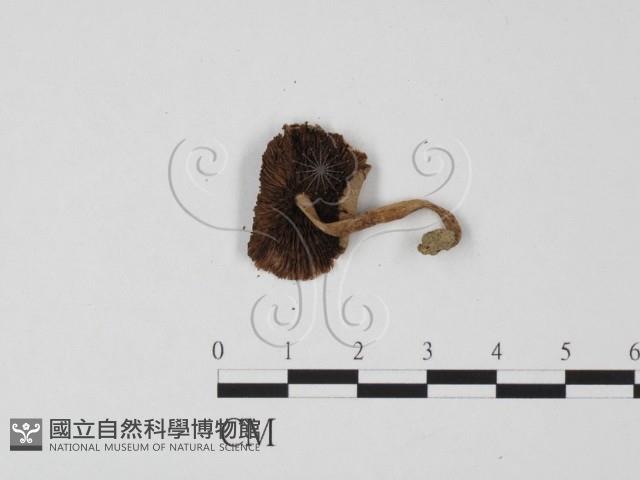 登錄號:F0025692藏品圖，第3張