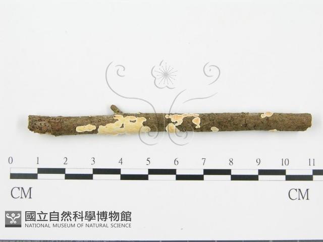 登錄號:F0015692藏品圖，第3張