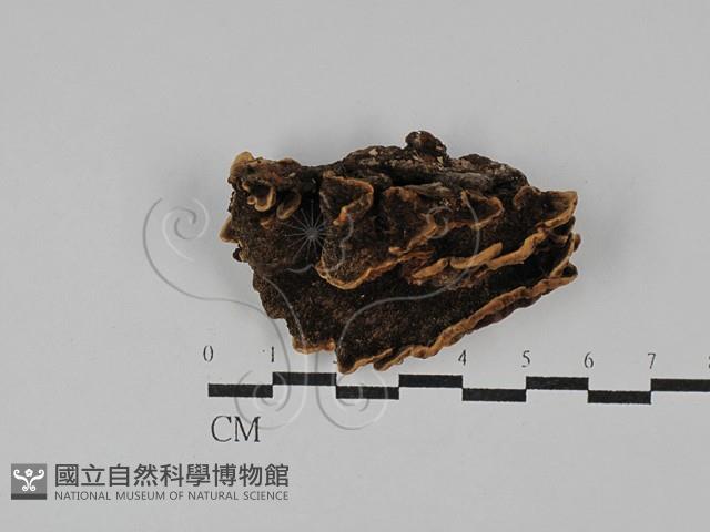 登錄號:F0029692藏品圖，第3張