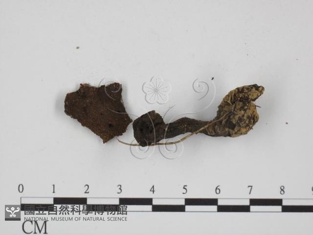 登錄號:F0009692藏品圖，第3張