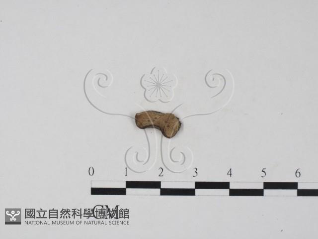 登錄號:F0019692藏品圖，第3張