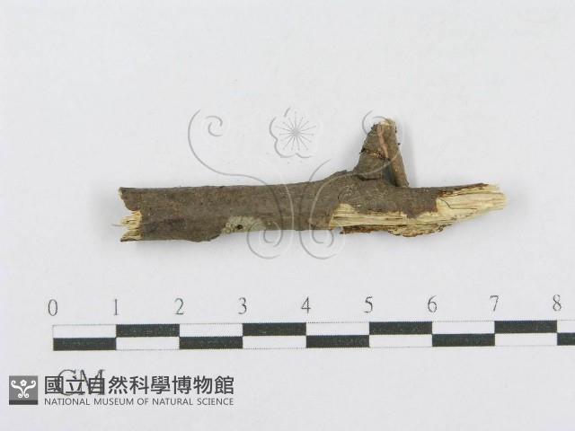 登錄號:F0013692藏品圖，第3張