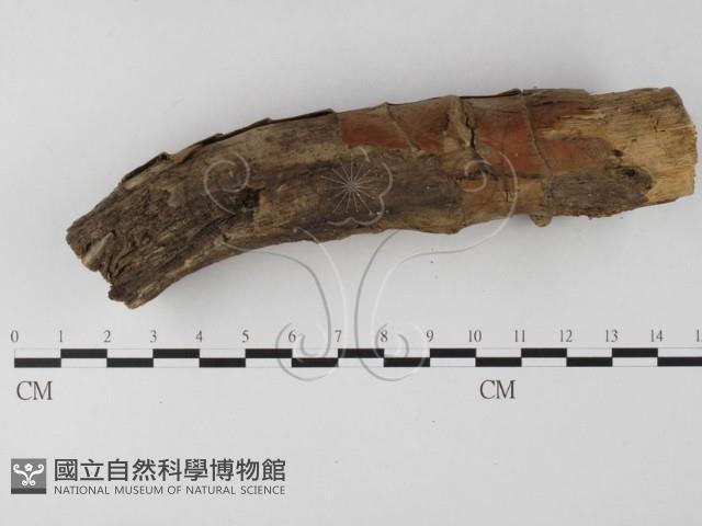 登錄號:F0008492藏品圖，第3張