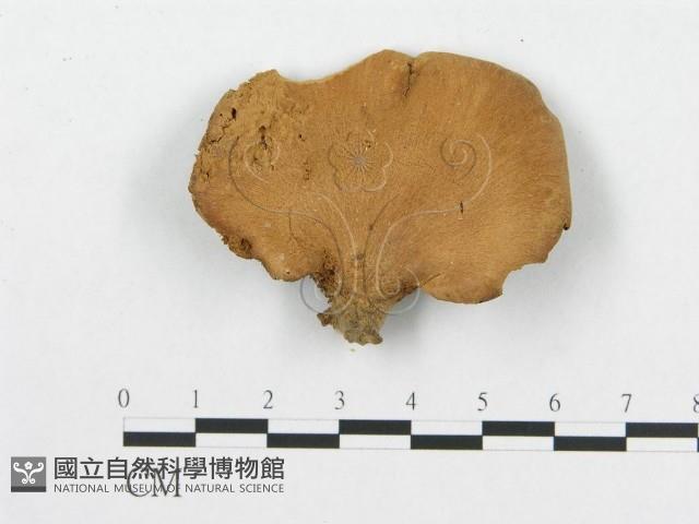 登錄號:F0016492藏品圖，第1張