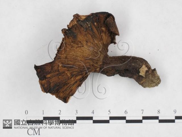 登錄號:F0024492藏品圖，第3張