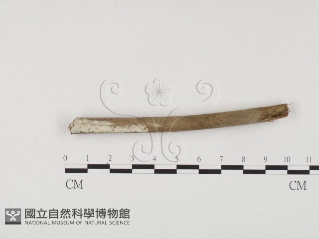 冇骨消絲齒菌藏品圖，第3張