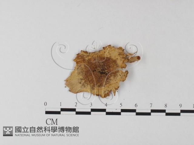 鵝膏屬藏品圖，第3張