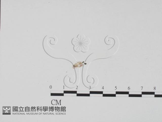 登錄號:F0002492藏品圖，第3張