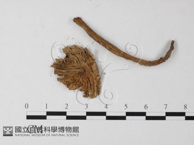 登錄號:F0012492藏品圖，第3張