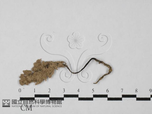 炭角菌屬藏品圖，第3張