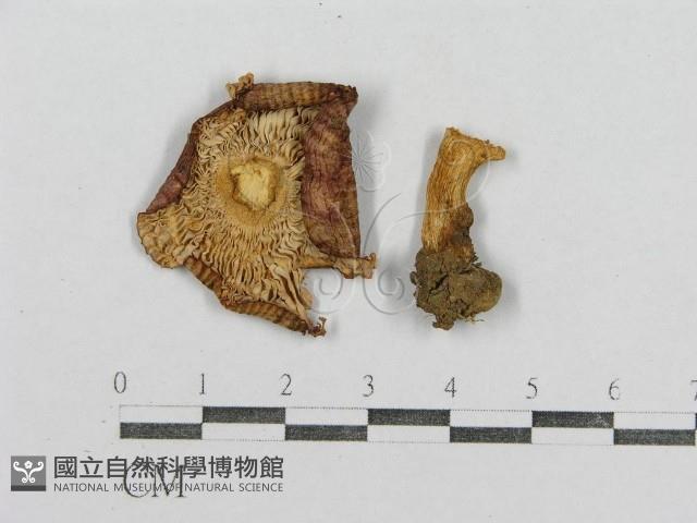 紅菇屬藏品圖，第3張
