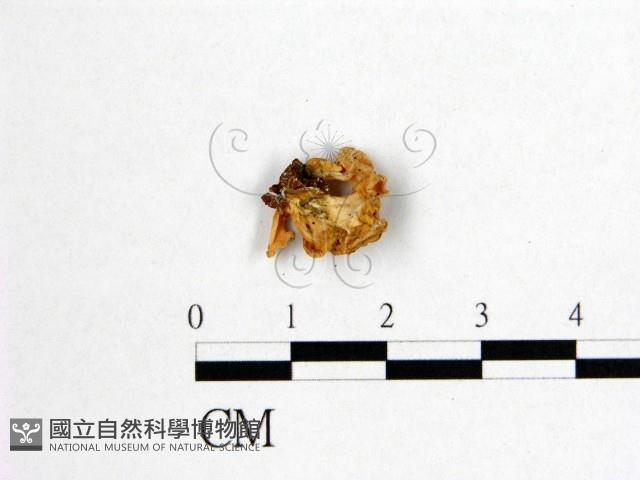 登錄號:F0005492藏品圖，第3張